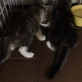 ミキちゃん、ミカちゃん離乳開始の画像