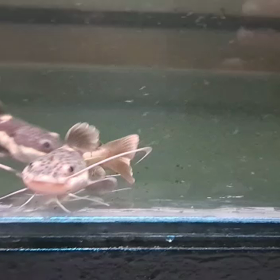 レッドテールキャットのウルトラショート大反響！！の画像