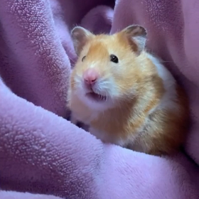 ポコちゃんは歯ブラシが嫌いの画像