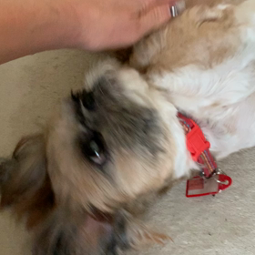 明眼☆あまえっ子ちゃんの画像