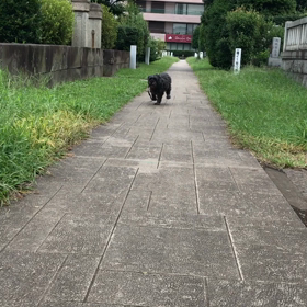 お　さ　ん　ぽの画像