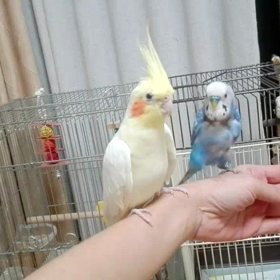 しつこいぴーこちゃん動画❤の画像