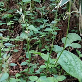 霞沢岳→焼岳にします【ブログ】の画像