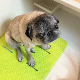 パグは夏でもタライイン。の画像