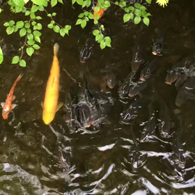 きょうのカメ／動画の画像