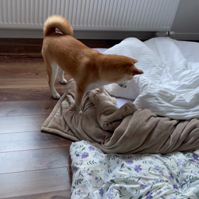 何がいるの？の画像