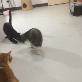 ヒメダンスの画像