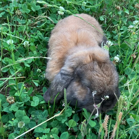 久しぶりのうさんぽ記事の画像