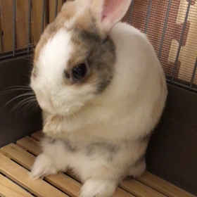 せんがんの画像