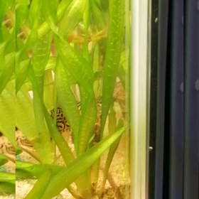 メイン水槽　ふぐちゃんの画像