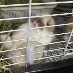 フード入れでむにゃむにゃの画像