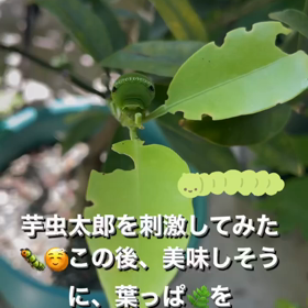 芋虫太郎の画像