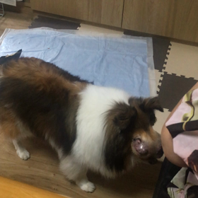 ぼちぼち元気です。の画像