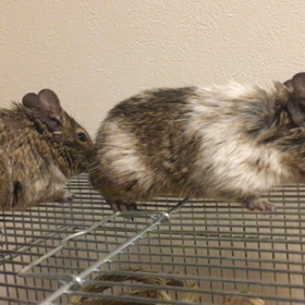 デグー仲良し☆彡.。の画像