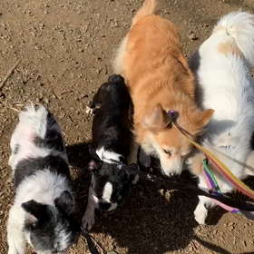 2月13日12わんこと2時間遠足　　代々木公園の画像