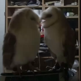 あけましておめでとうございますの画像