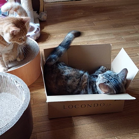 花と竜　６８の画像