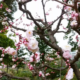 キレイだねの画像