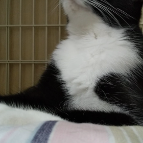 ねこさま、平常心の画像