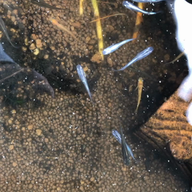 冬のメダカの画像
