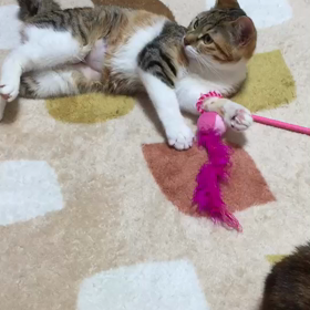 夜の遊びタイム！パート①の画像