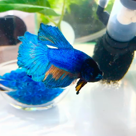 チラッと見てくるキラ君の画像