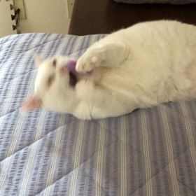 シニアとは思えないの画像