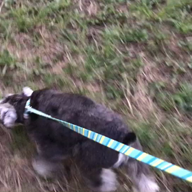 ♪お散歩動画♪代々木公園♪の画像