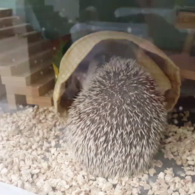 ひとり相撲の画像