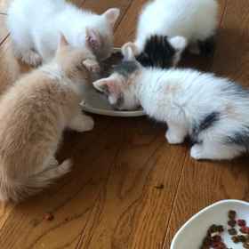 1ヶ月を過ぎて4匹の仔猫達も頑張ってます❣️の画像