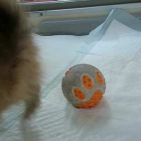 チワワ×ポメラニアン(^-^)/の画像