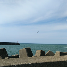 鳥になりたいの画像