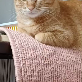 マムちゃんタイガくんに目ぐすりの画像