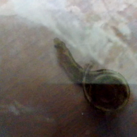 さよならボッティ…の画像