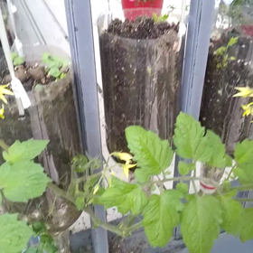 お答えはの画像