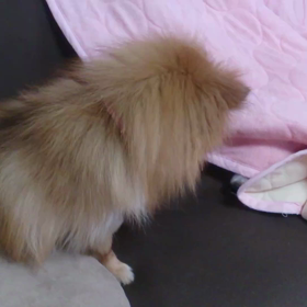 遊んで遊んでの画像