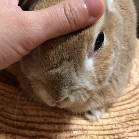 絶賛換毛期中の画像