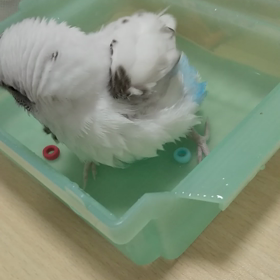 ぶるぶるぶるの画像