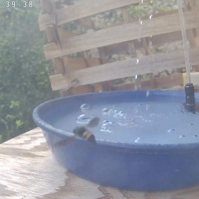 すぎぴたんの事件簿シーズン3　384話（来店お断り！　クロスズメバチ）の画像