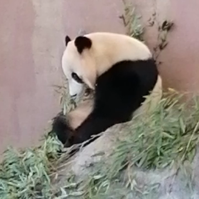 パンダ モグモグの画像