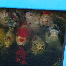 こつち向いてるｗの画像