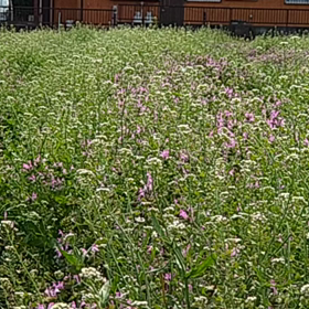 今日はモンシロチョウがたくさん飛んでるの画像