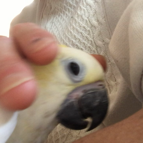 コバタンの画像