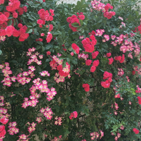 三宅千惠の近況の画像