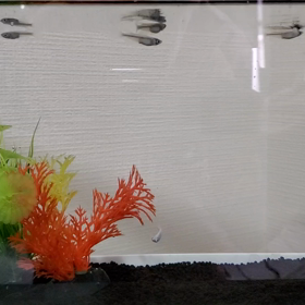 また…メダカ買っちゃったの画像