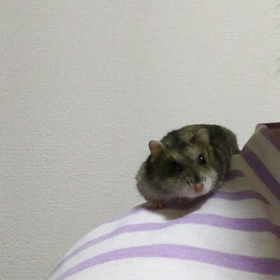 肩乗りハムの画像