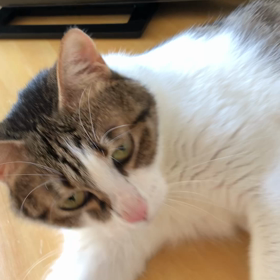 月8回のうちの1回使って、ジム夜部へ…イントラでこんなに違うのか？の画像