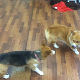 さつま君&リリーちゃんの画像