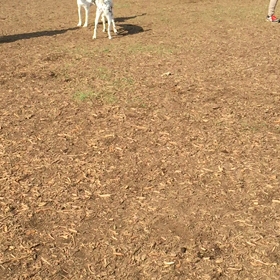 スローモーションで見えてくる犬達の心理世界☆の画像