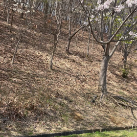 チワシュウ公園の画像